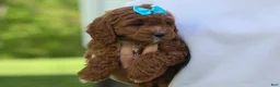 Cavapoo dogs for sale: OSCAR - Ad 7