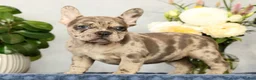 French Bulldog dogs for sale: Pamela - Ad 9