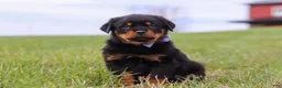 Rottweiler dogs for sale: Russel - Ad 5