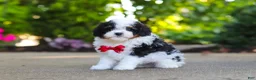 Cavapoo dogs for sale: Leo - Ad 7