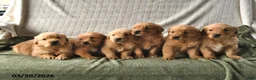 Golden Retriever dogs for sale: Biscuit - Ad 5