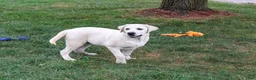 Labrador Retriever dogs for sale: Percival - Ad 3