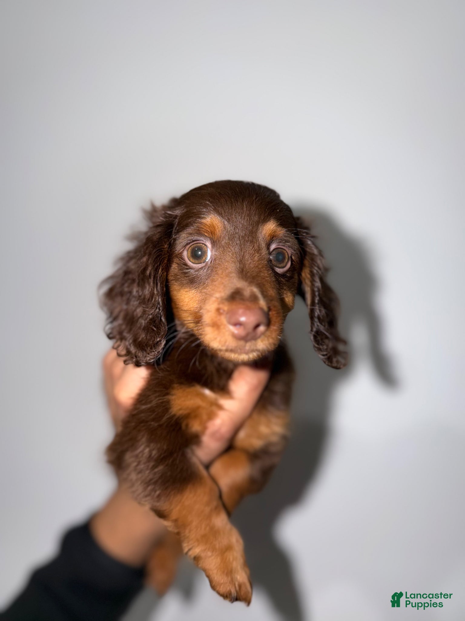 Miniature Dachshund dogs Scotty  - Ad 1