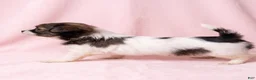 Mixed Breed dogs for sale: Honey - Ad 4