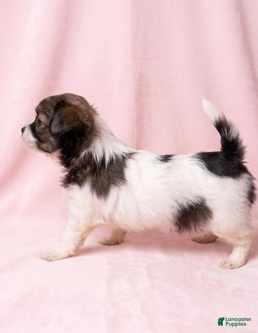 Mixed Breed dogs for sale: Honey - Ad 4
