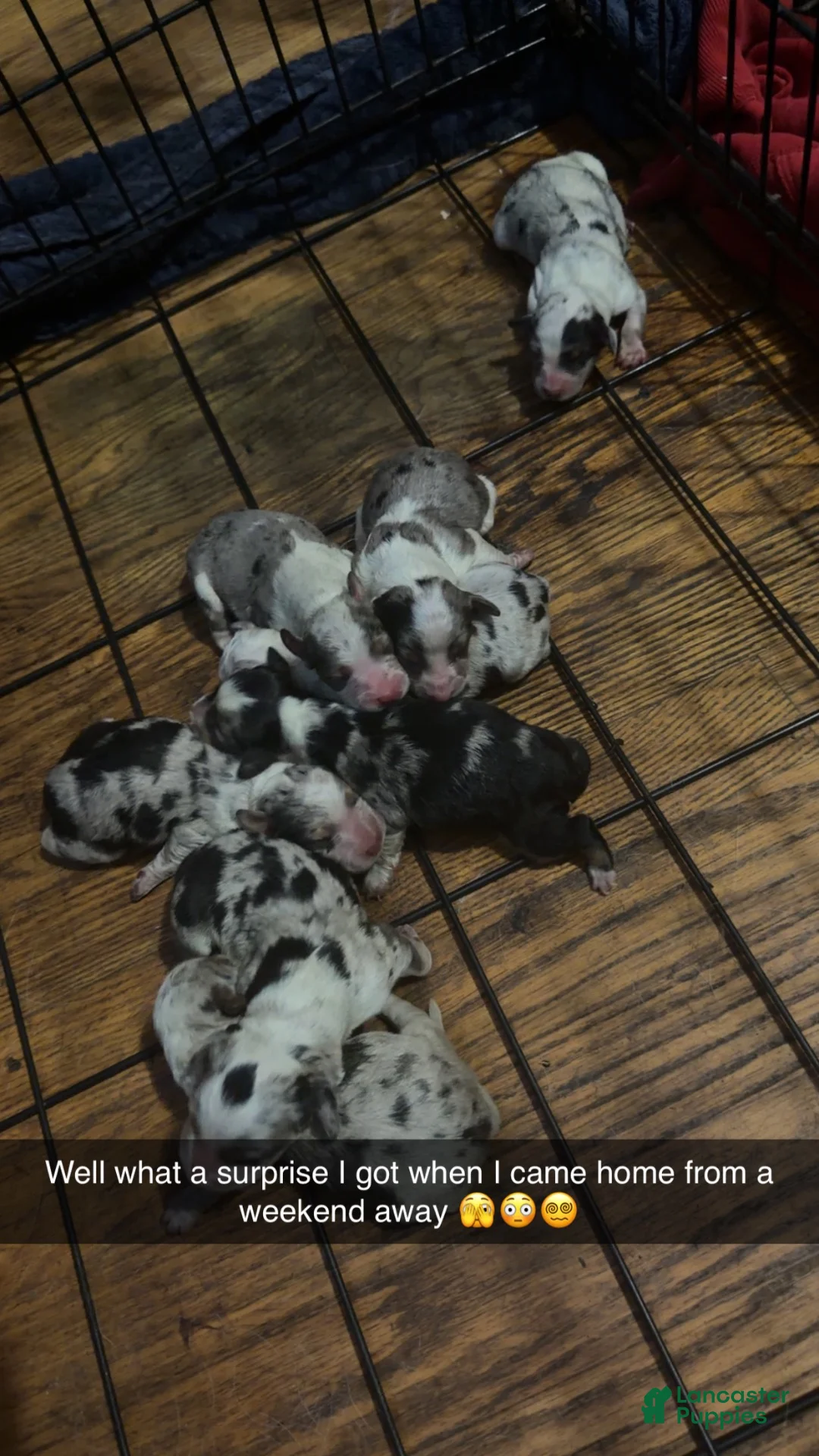 Mixed Breed dogs for sale: Mixed Breed 1 - Ad 2