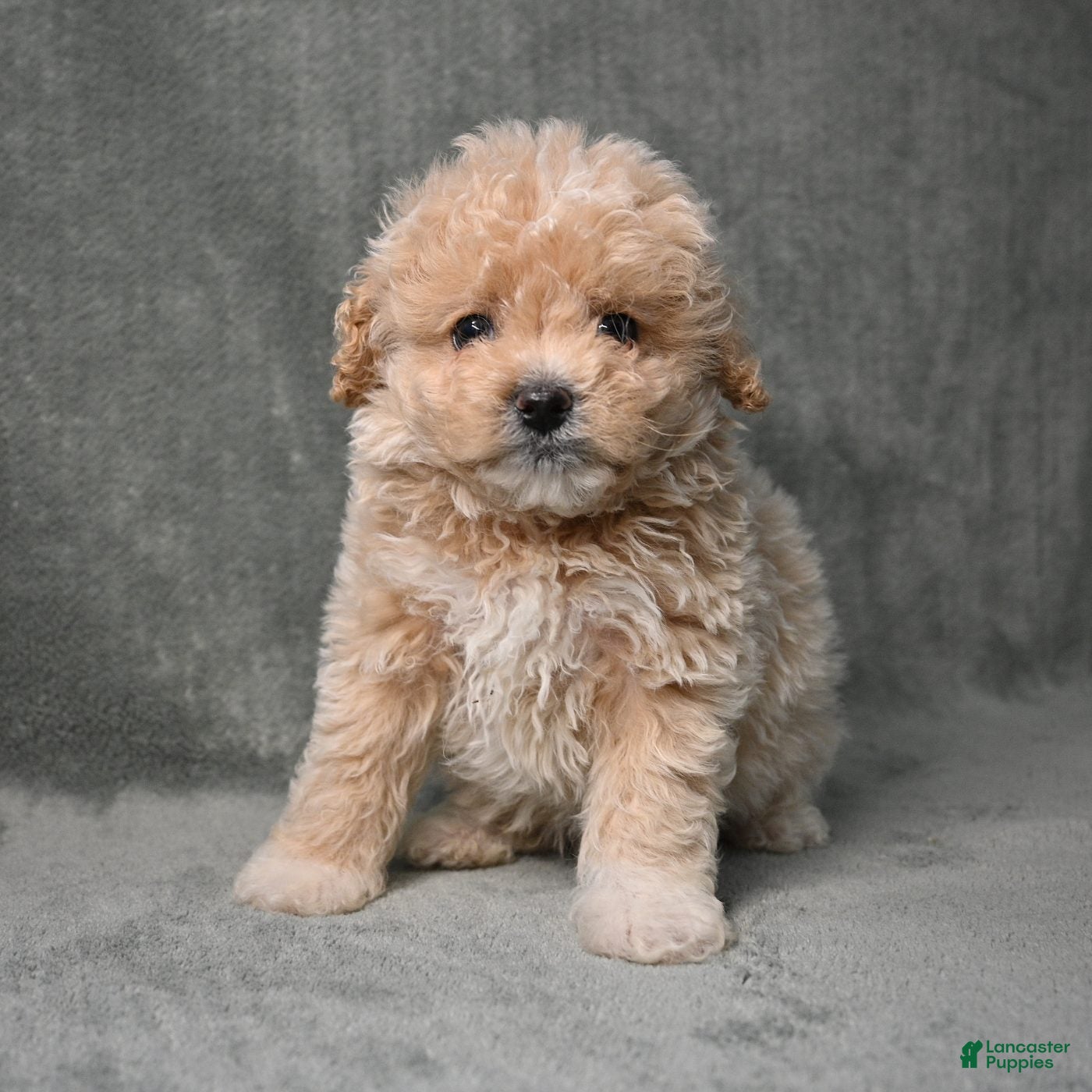 Maltipoo dogs for sale: Maltipoo 3 - Ad 12