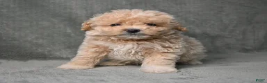 Maltipoo 3
