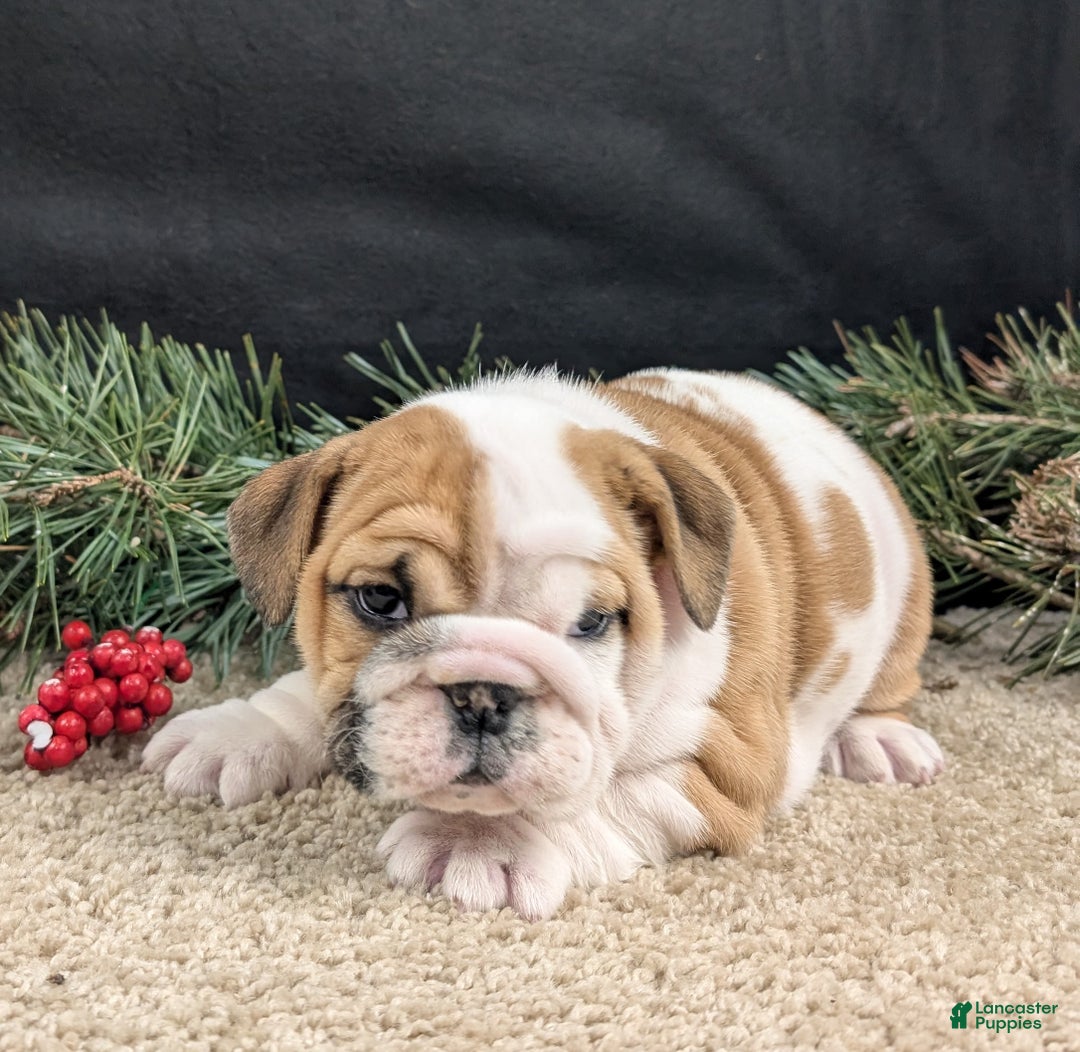 English Bulldog dogs for sale: Noelle  - Ad 3