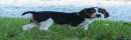 Beagle dogs for sale: 💕Millie Mae 🐶 - Ad 18