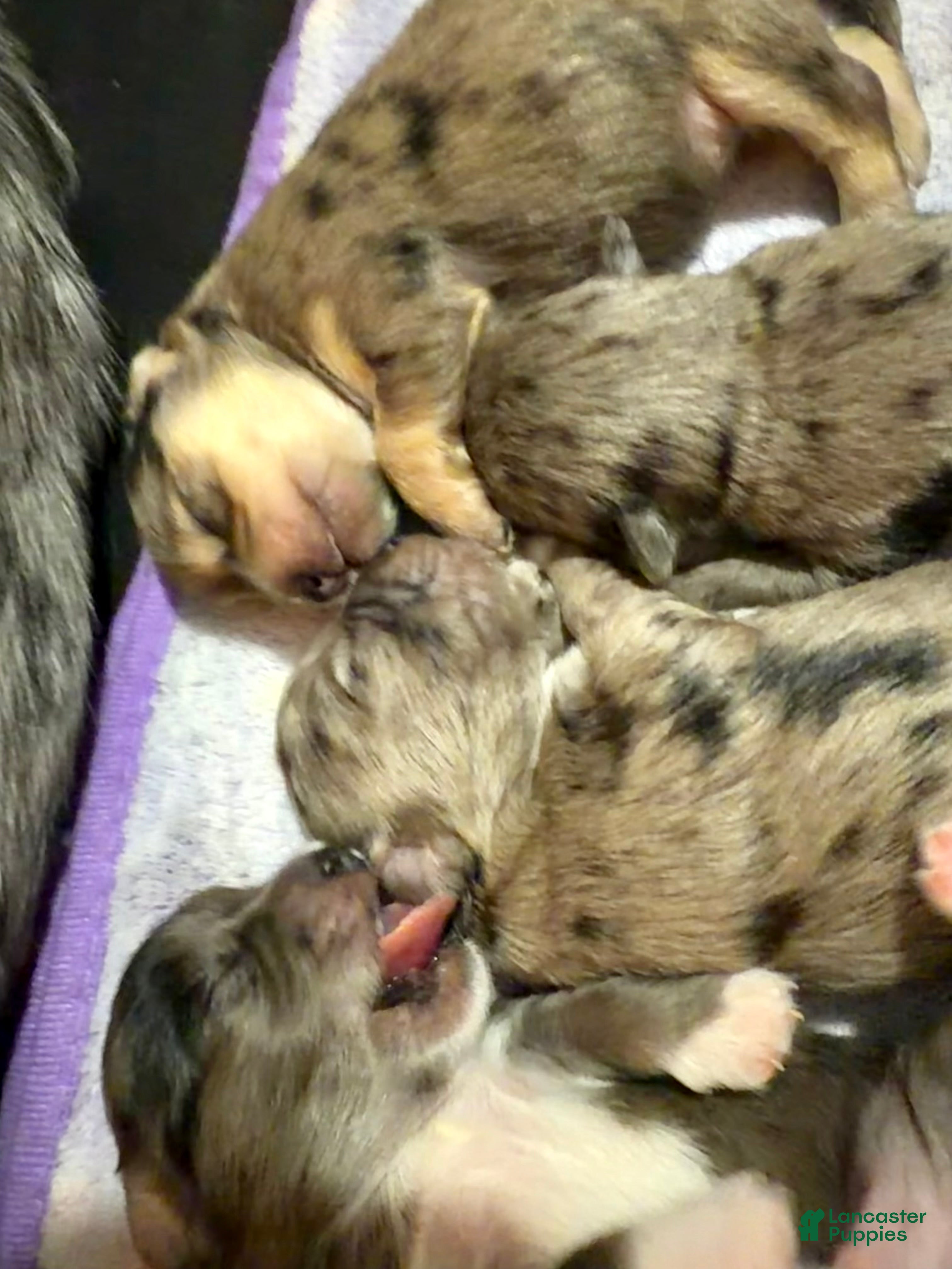 Mixed Breed dogs Mixed Breed 4 - Ad 42