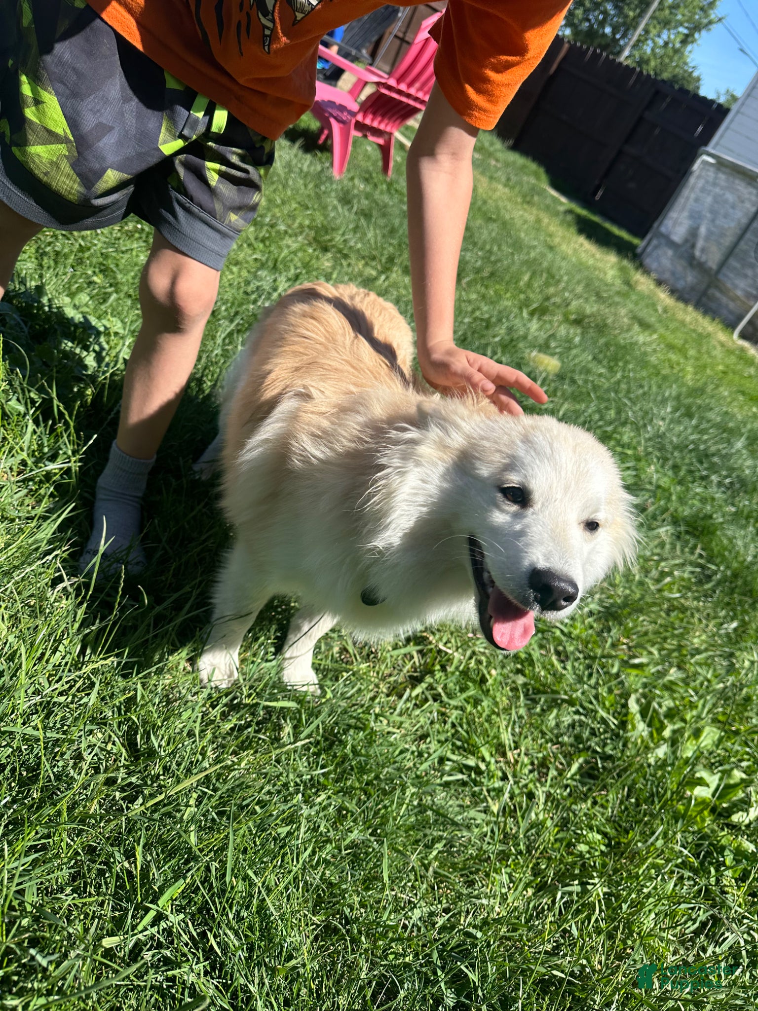 Pomsky dogs for sale: Winnie - Ad 3