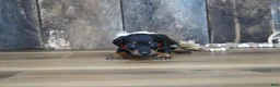 Miniature Dachshund dogs for sale: Ally - Ad 6