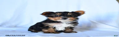 Benny