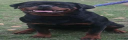Rottweiler dogs for sale: Rottweiler 1 - Ad 4