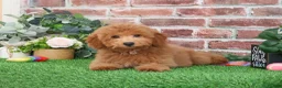 Mini Goldendoodle dogs for sale: Dora - Ad 11