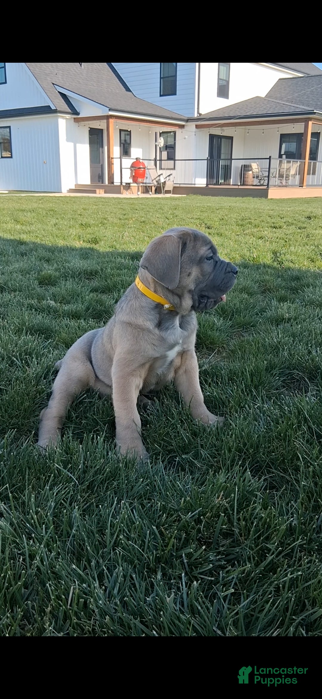 Cane Corso dogs Brenda - Ad 1