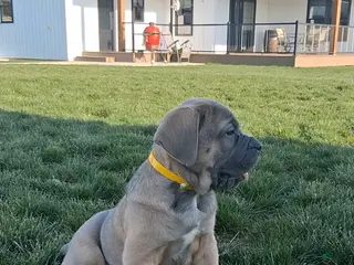 Cane Corso dogs for sale: Brenda - Ad 2