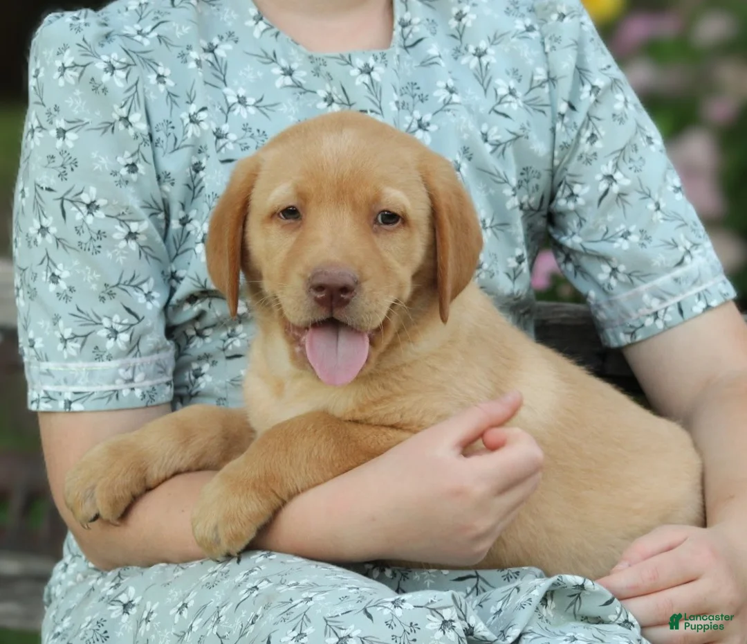 Labrador Retriever dogs for sale: Buddy - Ad 1