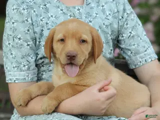 Labrador Retriever dogs for sale: Buddy - Ad 1