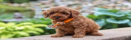 Maltipoo dogs for sale: Knox - Ad 3