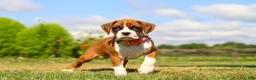 Boxer dogs for sale: Sandy - Ad 4