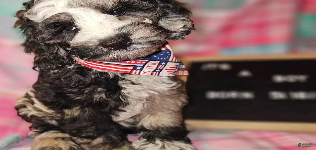 Gallery Image {{count}}