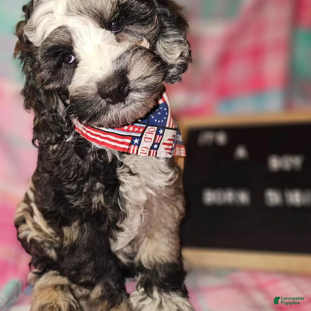 Gallery Image {{count}}