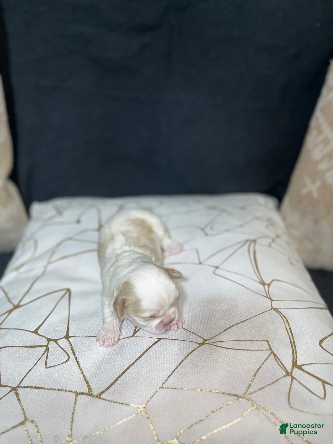 Shih Tzu dogs for sale: Oakley - Ad 1