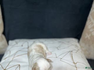 Shih Tzu dogs Oakley - Ad 25