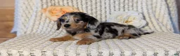 Miniature Dachshund dogs for sale: Lyla - Ad 4