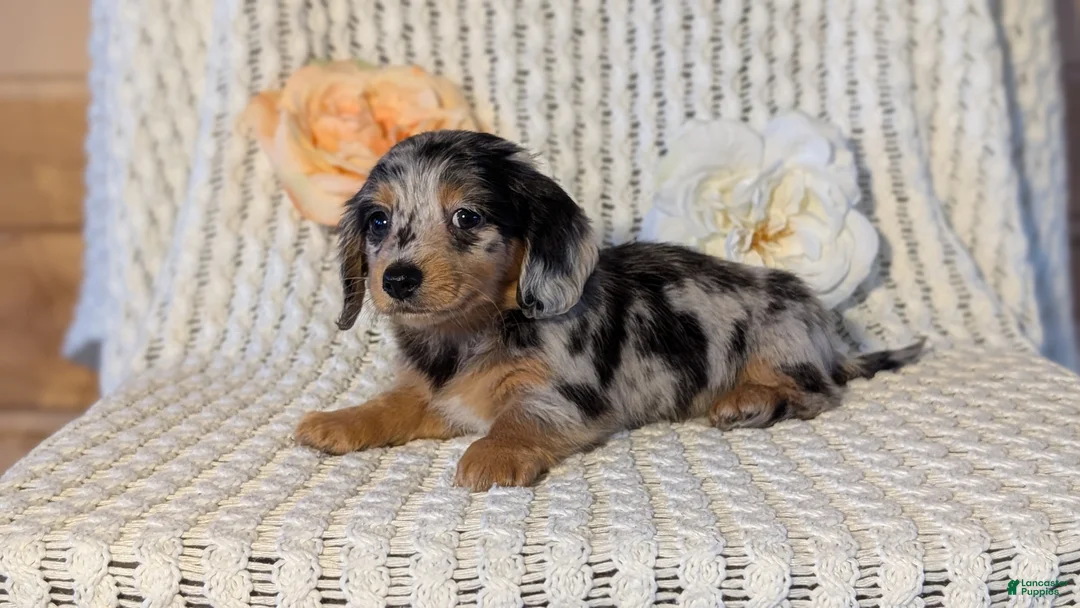 Miniature Dachshund dogs for sale: Lyla - Ad 4