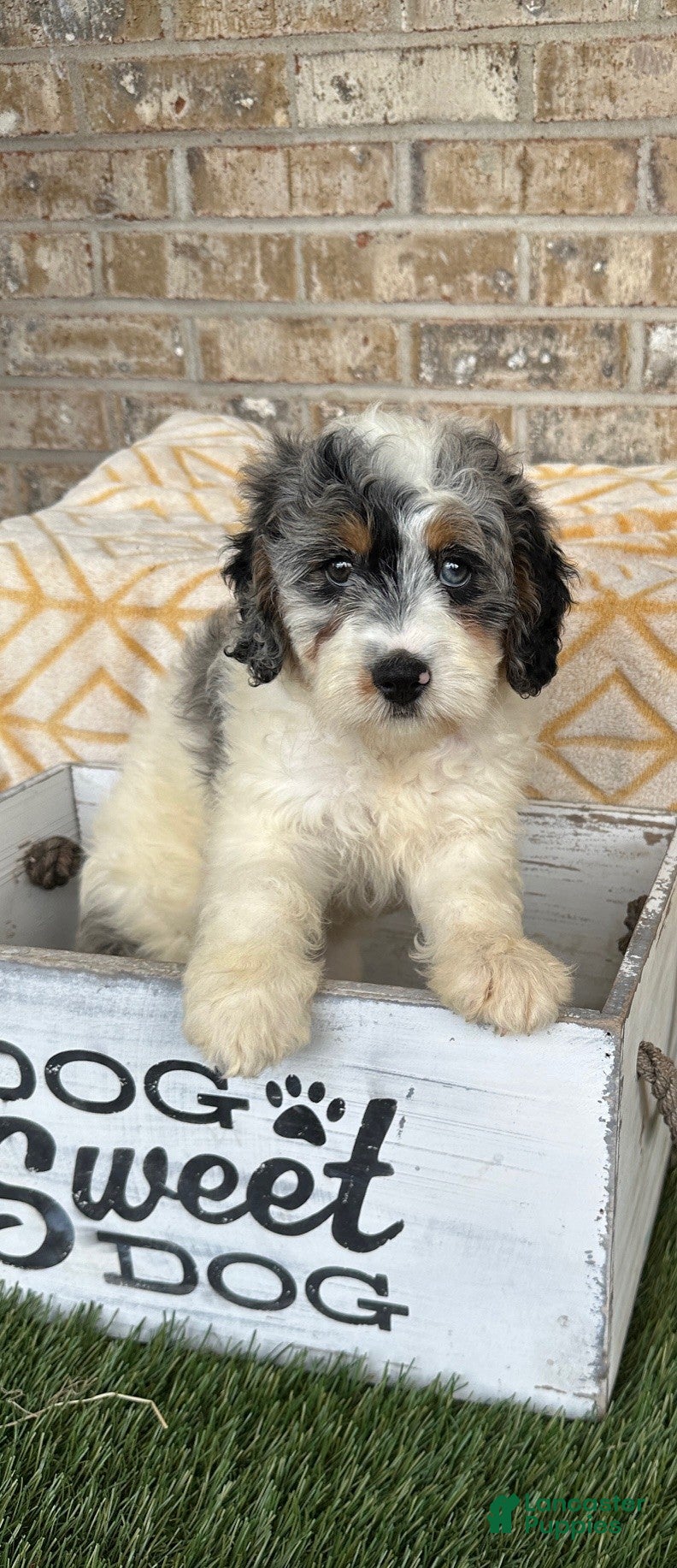 Mini Bernedoodle dogs Bee - Ad 40