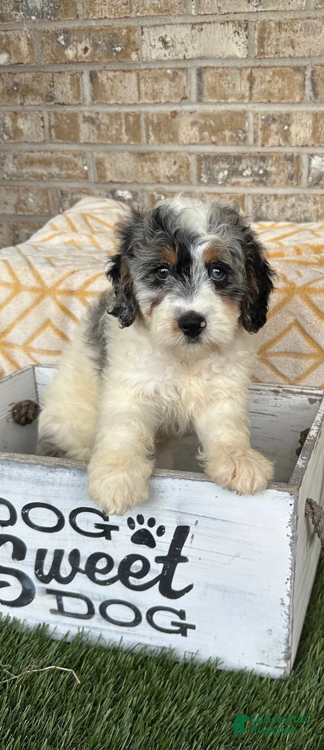 Mini Bernedoodle dogs for sale: Bee - Ad 1
