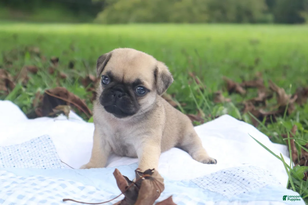 Pug dogs for sale: Leaf -female- - Ad 2