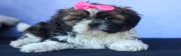 Shih Tzu dogs for sale: RUBY - Ad 8