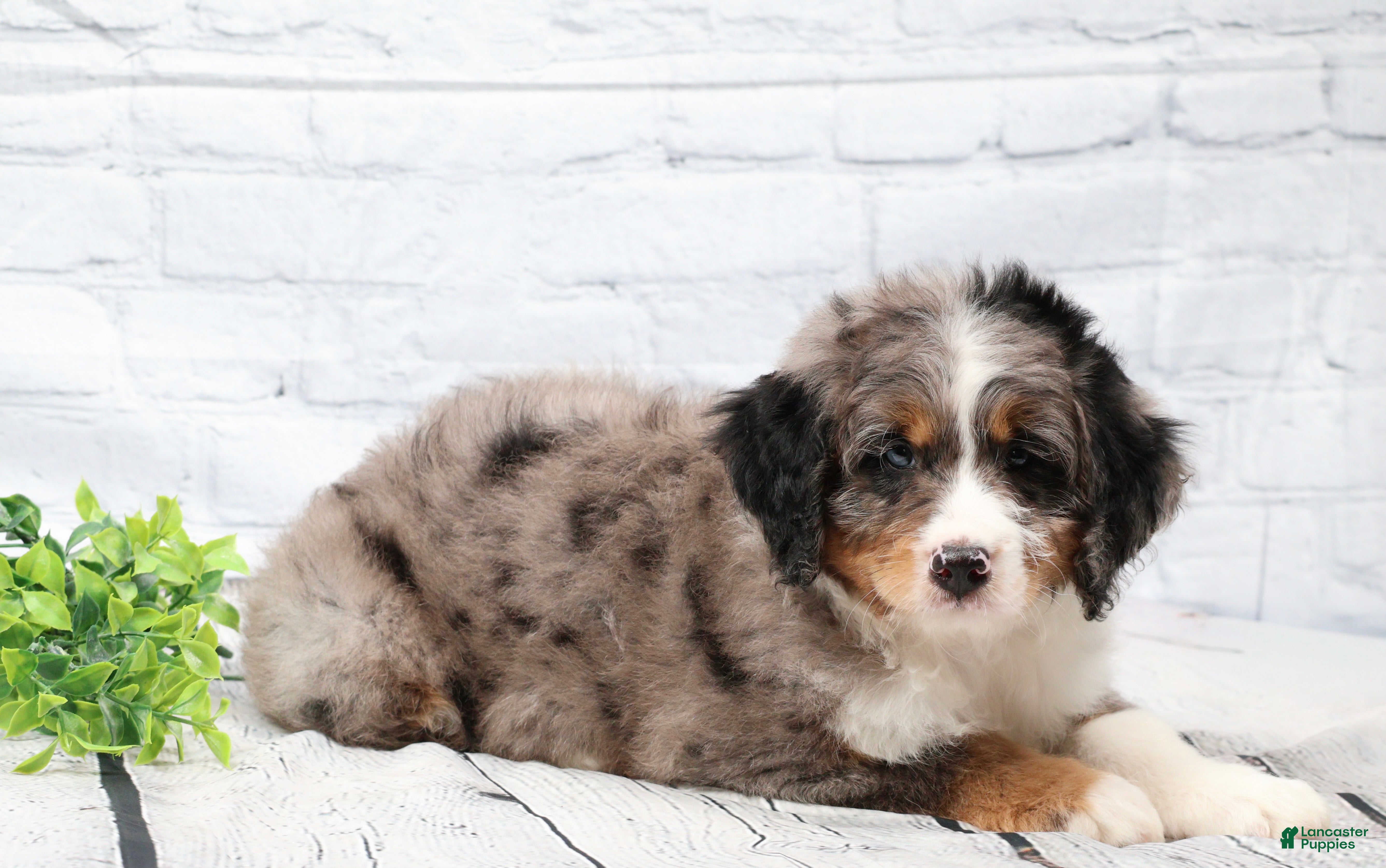 Mini Bernedoodle dogs Felix  - Ad 2