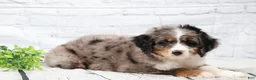 Mini Bernedoodle dogs for sale: Felix  - Ad 6