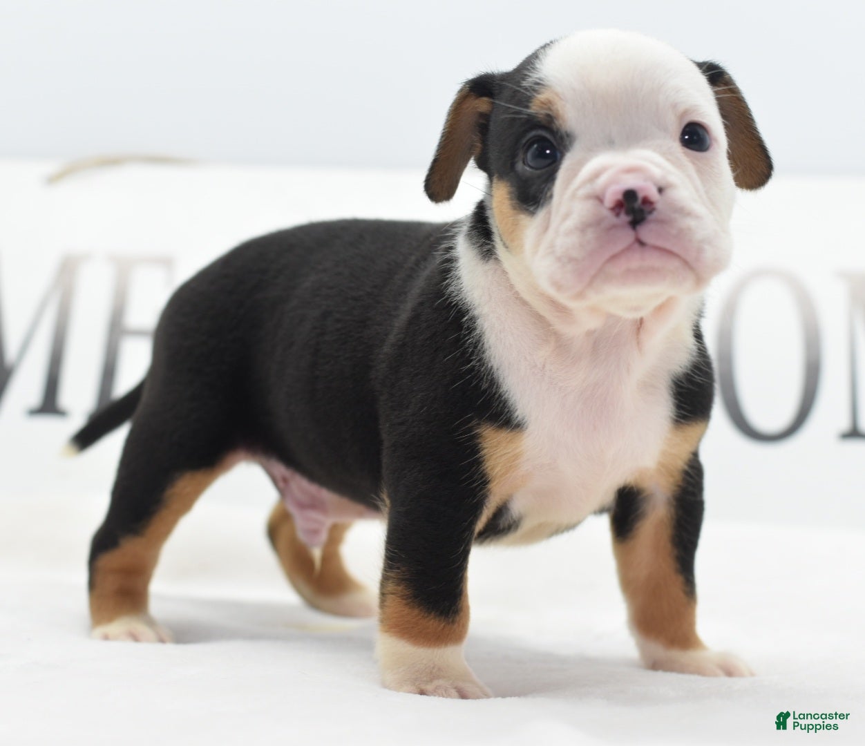 Mixed Breed dogs Diesel - Ad 1