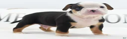 Mixed Breed dogs for sale: Diesel - Ad 1