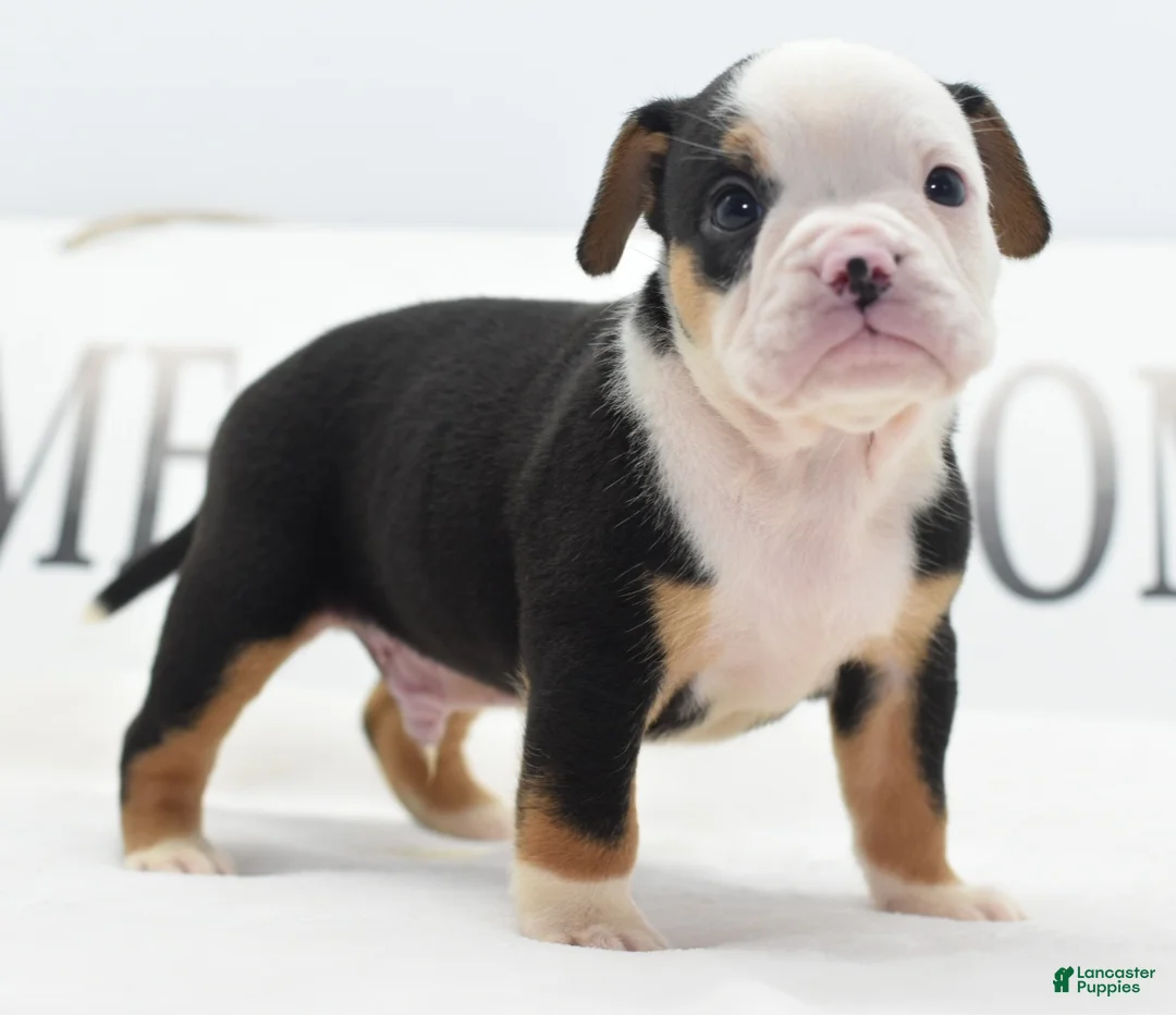 Mixed Breed dogs for sale: Diesel - Ad 1