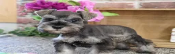Miniature Schnauzer dogs for sale: Winter - Ad 4
