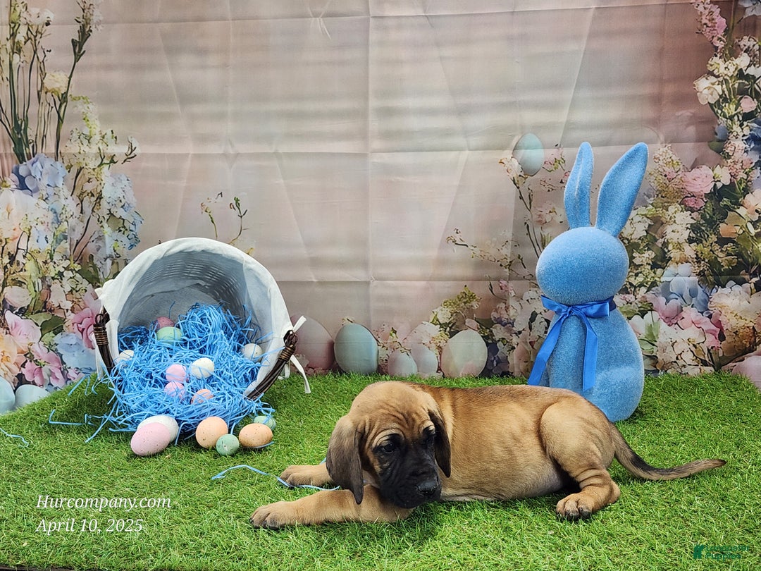 Mixed Breed dogs for sale: 2025 Bloodahoula Male 1 "Huck" - Ad 11