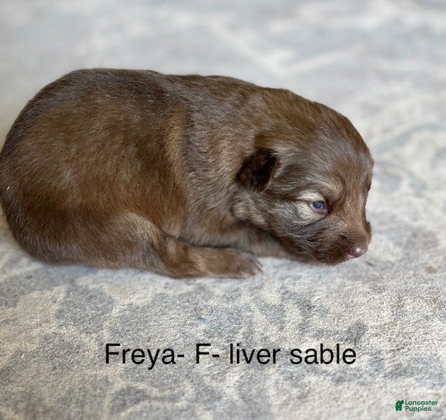 German Shepherd dogs Liver Silver Sable - Ad 32