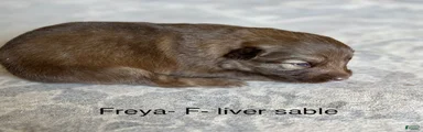 Liver Silver Sable - reserved