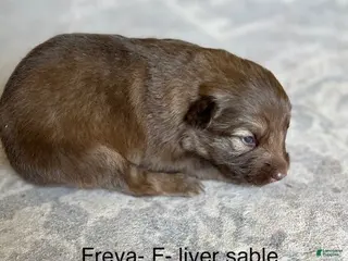 German Shepherd dogs Liver Silver Sable - Ad 32