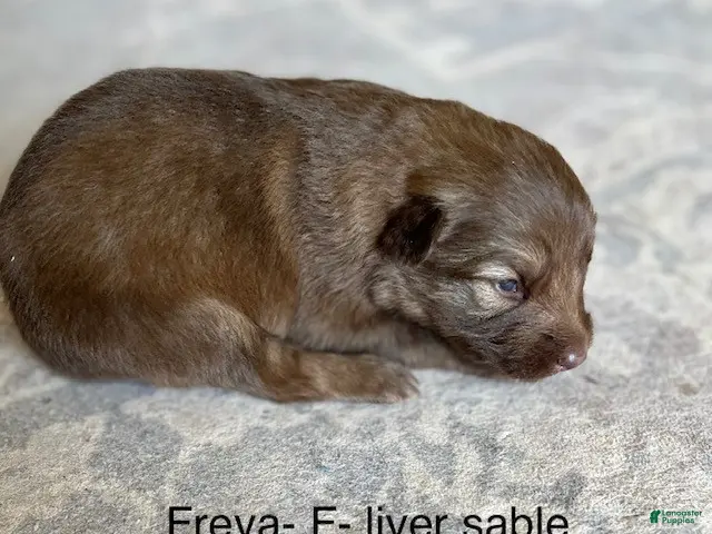 German Shepherd dogs for sale: Liver Silver Sable - reserved - Ad 26