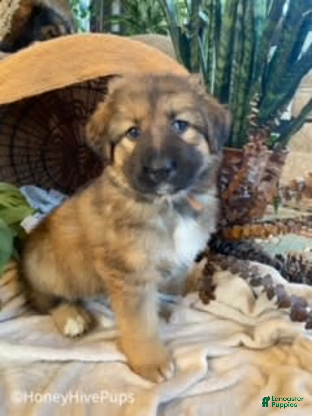 Gallery Image {{count}}