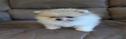 Pomeranian dogs for sale: Jude - Ad 5