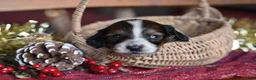 Dachshund dogs for sale: Princess - Ad 11